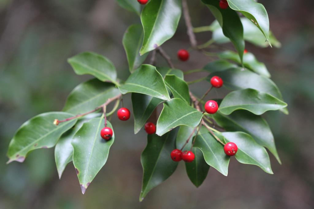 100 山採り　ソヨゴ　雌雄不明 100 山採り ソヨゴ 雌雄不明 100 山採り ソヨゴ 雌雄不明