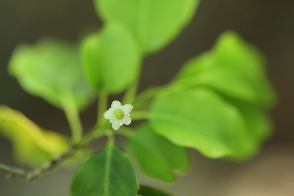 雌花2