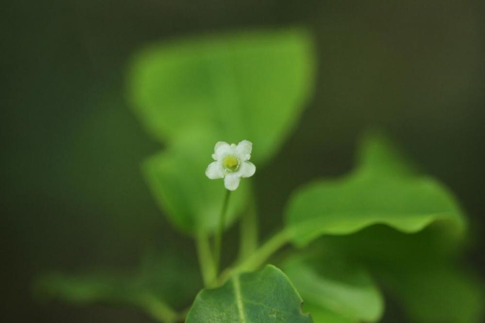 雌花3