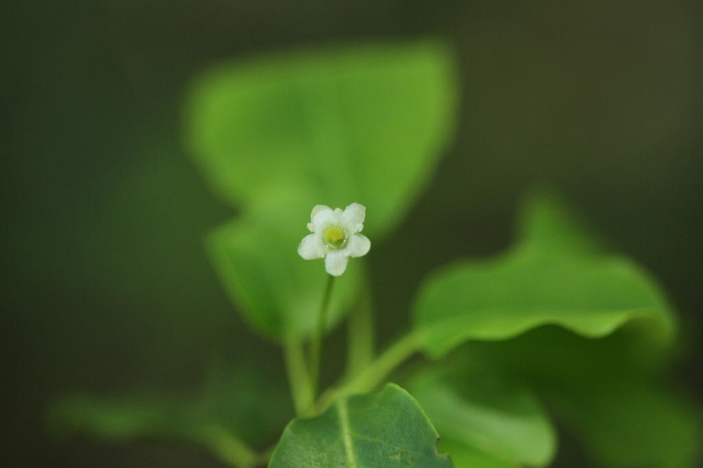 雌花3