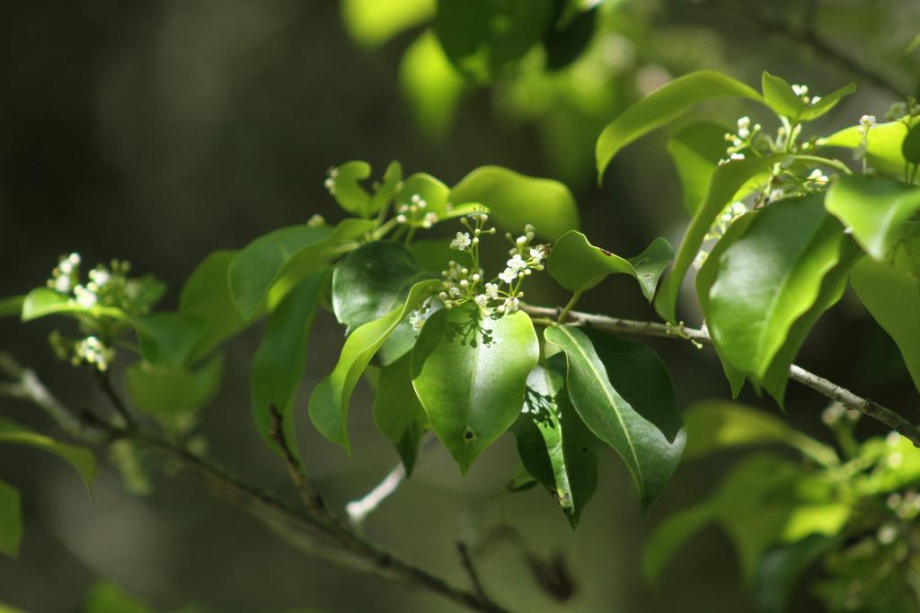 雄花1