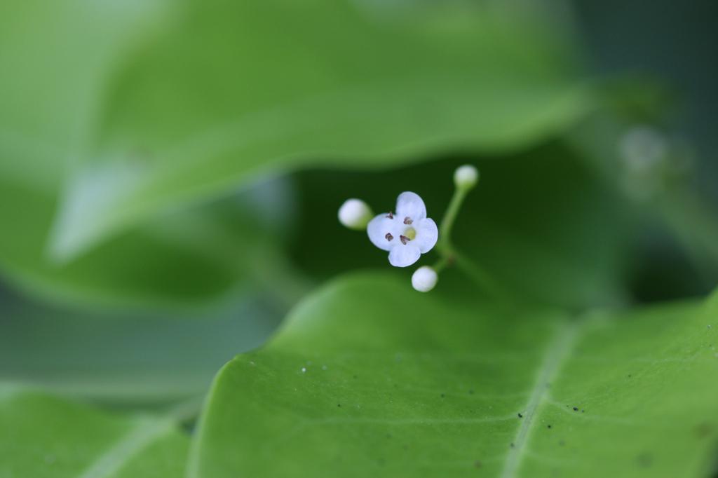 雄花2