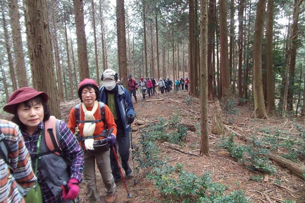 尾根筋のヒノキ林を進みます。