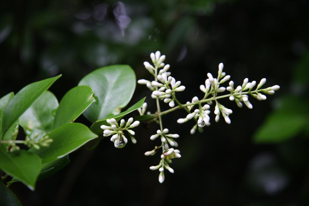 ネズミモチ｜動植物図鑑｜水とみどりの森の駅｜岡崎おでかけナビ