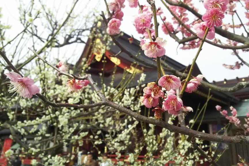 梅の花見満喫プラン～岩津天満宮コース～