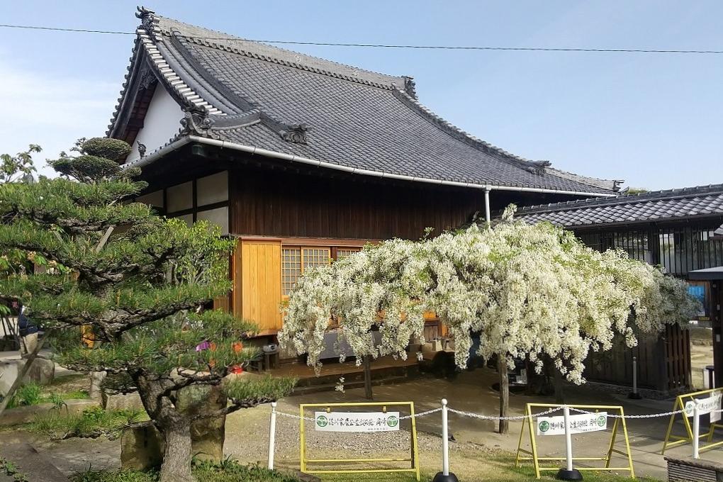 4月中旬には早咲きの白藤の他、緑の花弁の“御衣黄桜“も楽しめる ※2024.4.20撮影