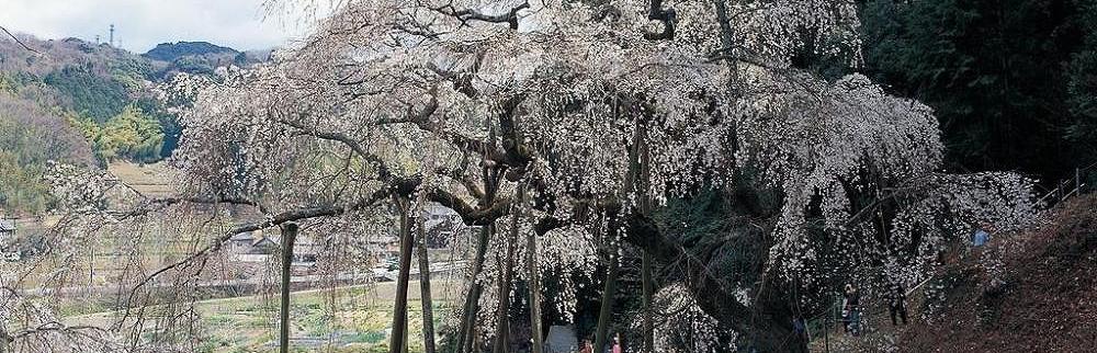 奥山田のしだれ桜から風情たっぷりコース