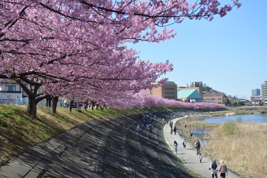 葵桜 岡崎の観光スポット 岡崎おでかけナビ 岡崎市観光協会公式サイト