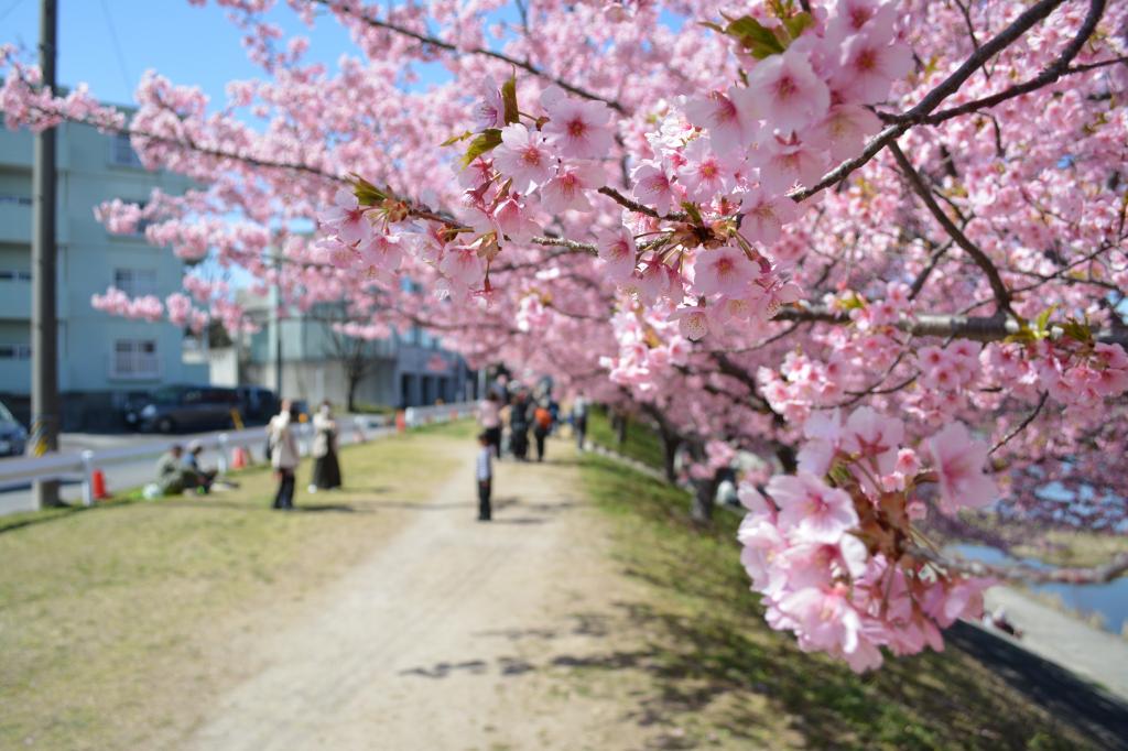 葵桜 岡崎の観光スポット 岡崎おでかけナビ 岡崎市観光協会公式サイト