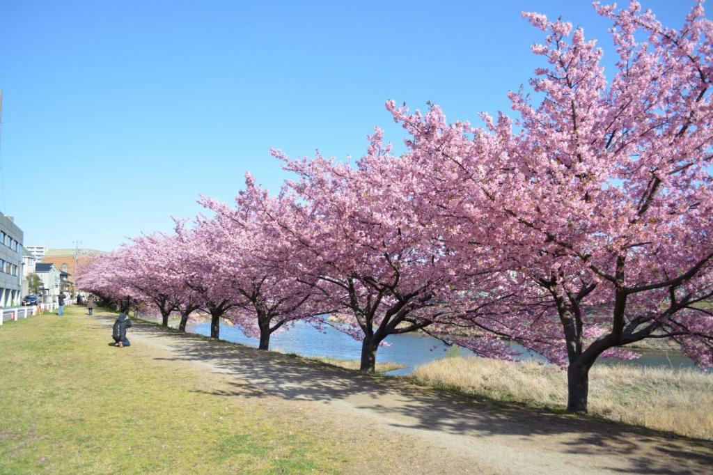 葵桜 岡崎の観光スポット 岡崎おでかけナビ 岡崎市観光協会公式サイト