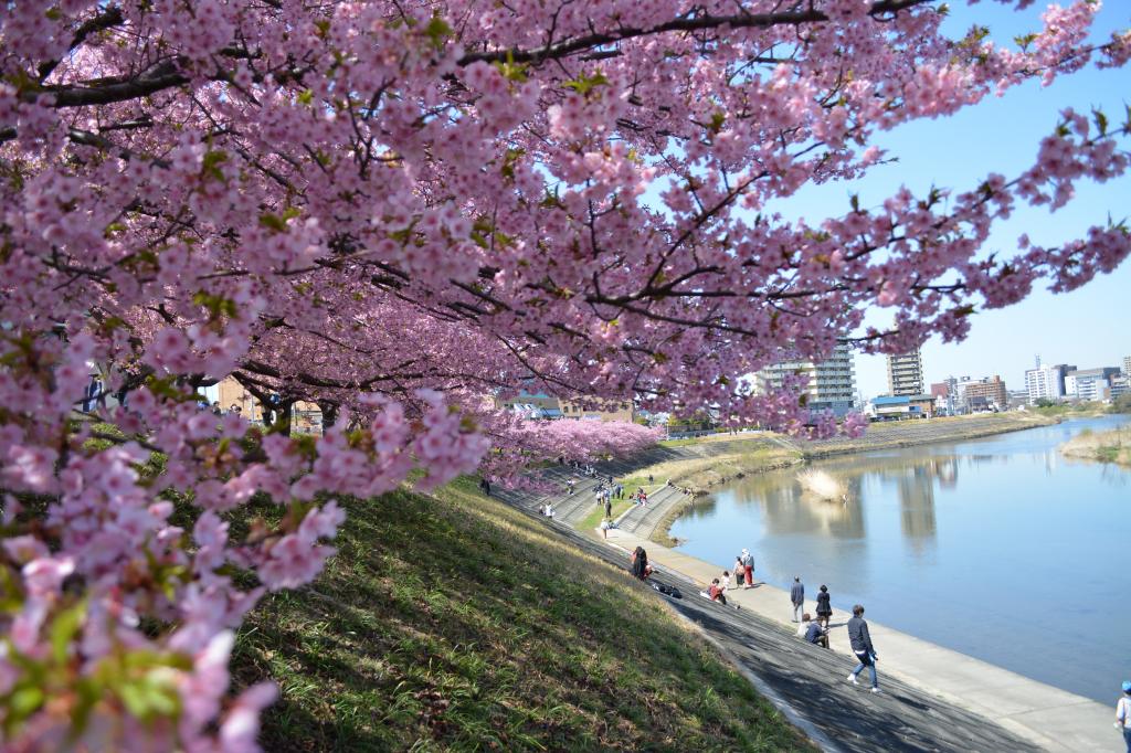 葵桜 岡崎の観光スポット 岡崎おでかけナビ 岡崎市観光協会公式サイト