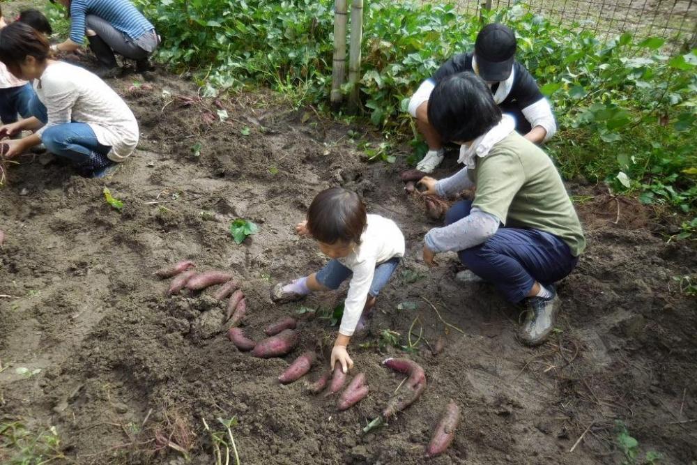 秋の収穫を目指します！