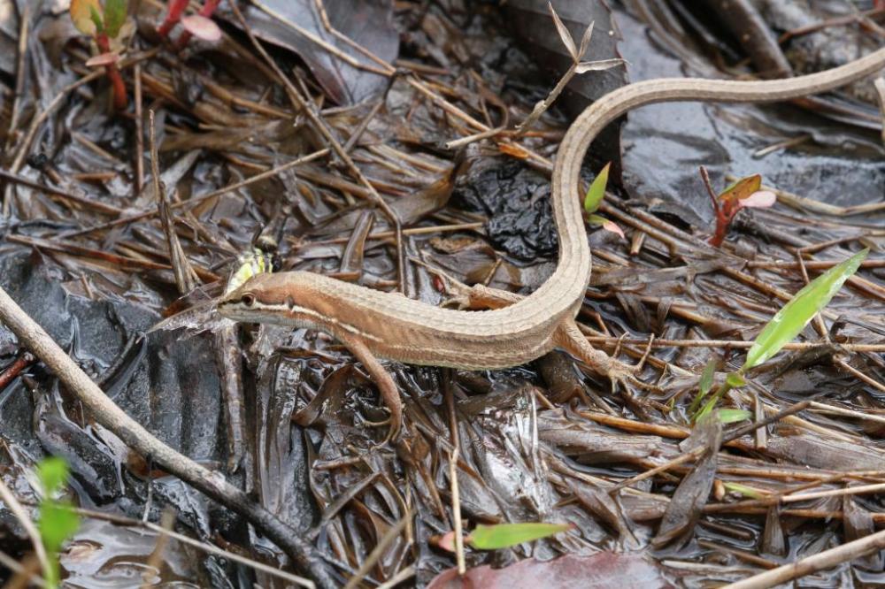 トンボ「タベサナエ」を捕食