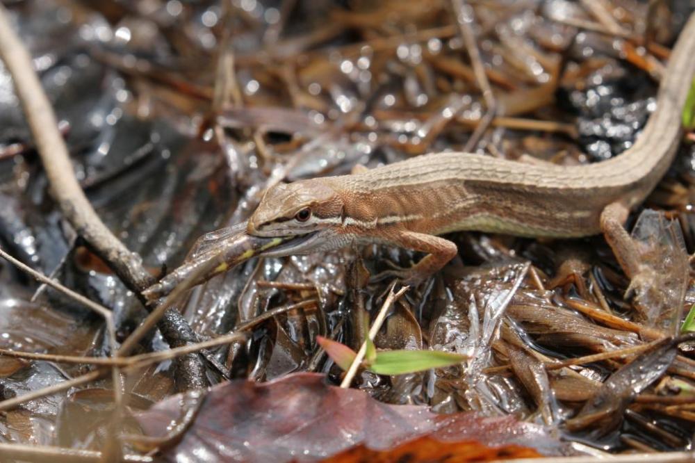 まさに「食う・食われる」の世界