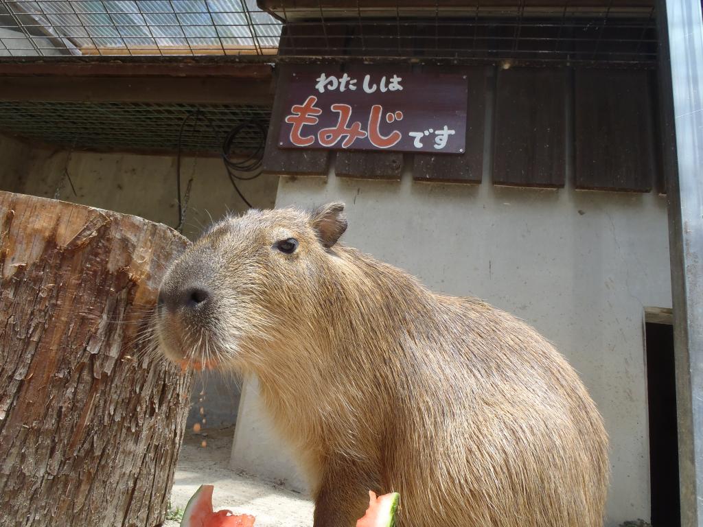 どうぶつとなかよくなろう カピバラ編 東公園動物園 イベント 岡崎おでかけナビ 岡崎市観光協会公式サイト