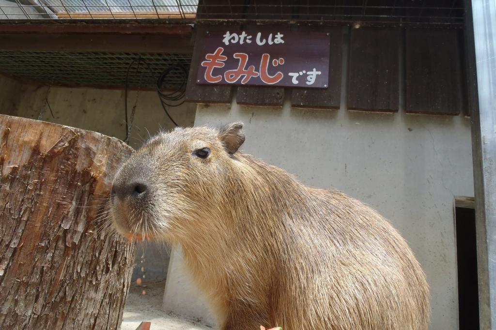 どうぶつとなかよくなろう カピバラ編 東公園動物園 イベント 岡崎おでかけナビ 岡崎市観光協会公式サイト