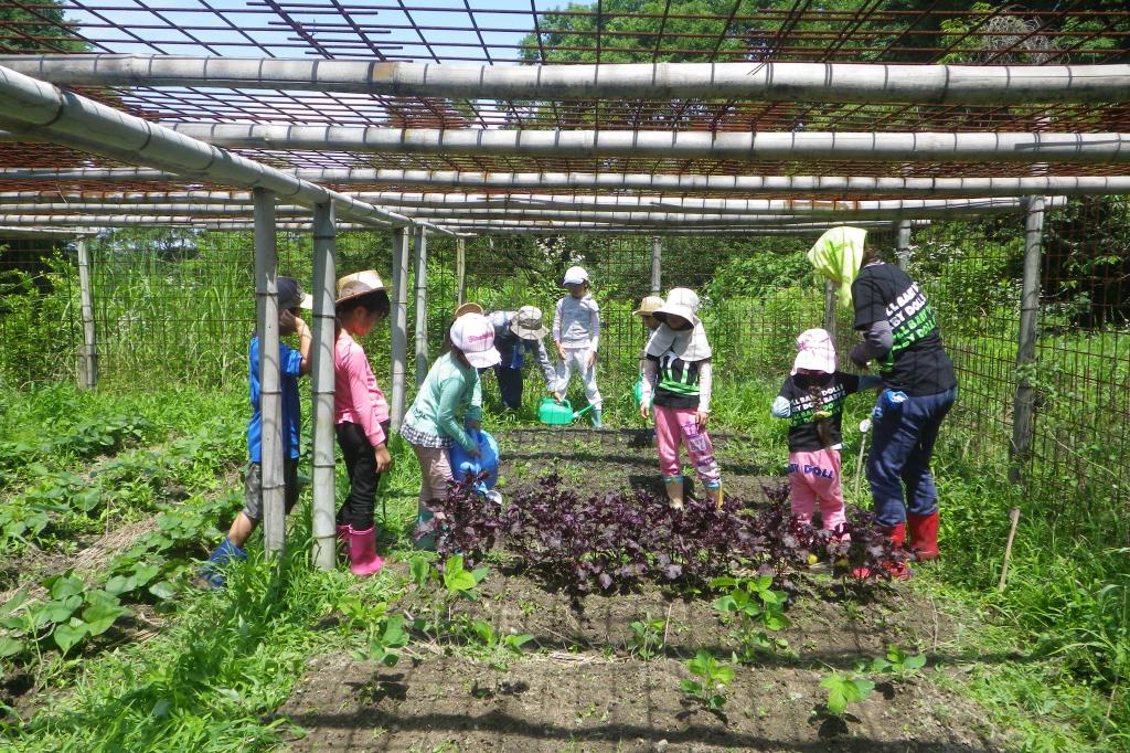 大豆の種まきとじゃが芋掘り・森の虫捕り ／森の畑倶楽部大豆でｅ-ｃｏ