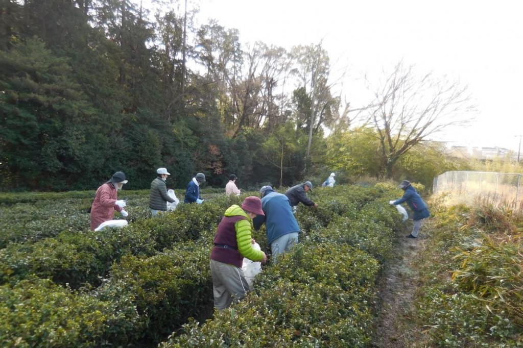 森の茶畑で葉を収穫