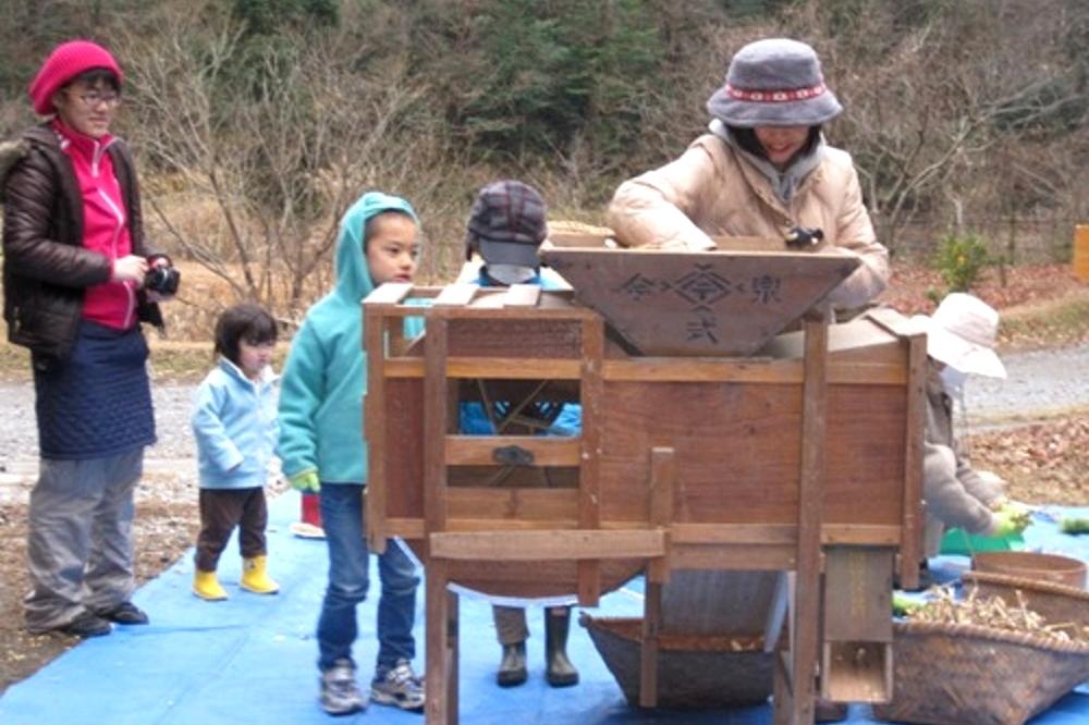 昔ながらの道具を使っての脱穀