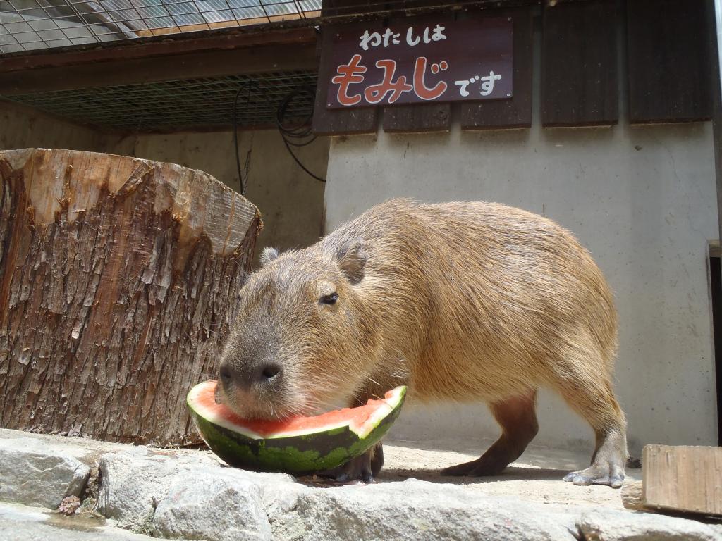 カピバラ 動物図鑑 岡崎おでかけナビ 岡崎市観光協会公式サイト