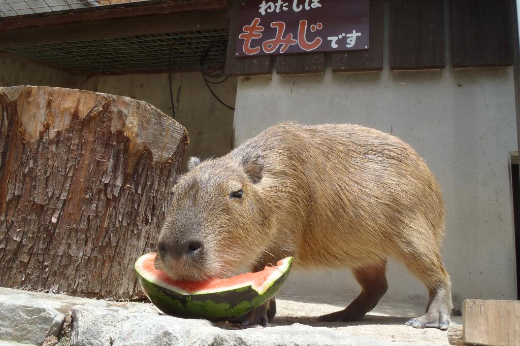 カピバラ 動物図鑑 岡崎おでかけナビ 岡崎市観光協会公式サイト