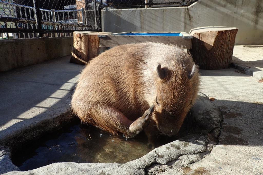 カピバラ 動物図鑑 岡崎おでかけナビ 岡崎市観光協会公式サイト