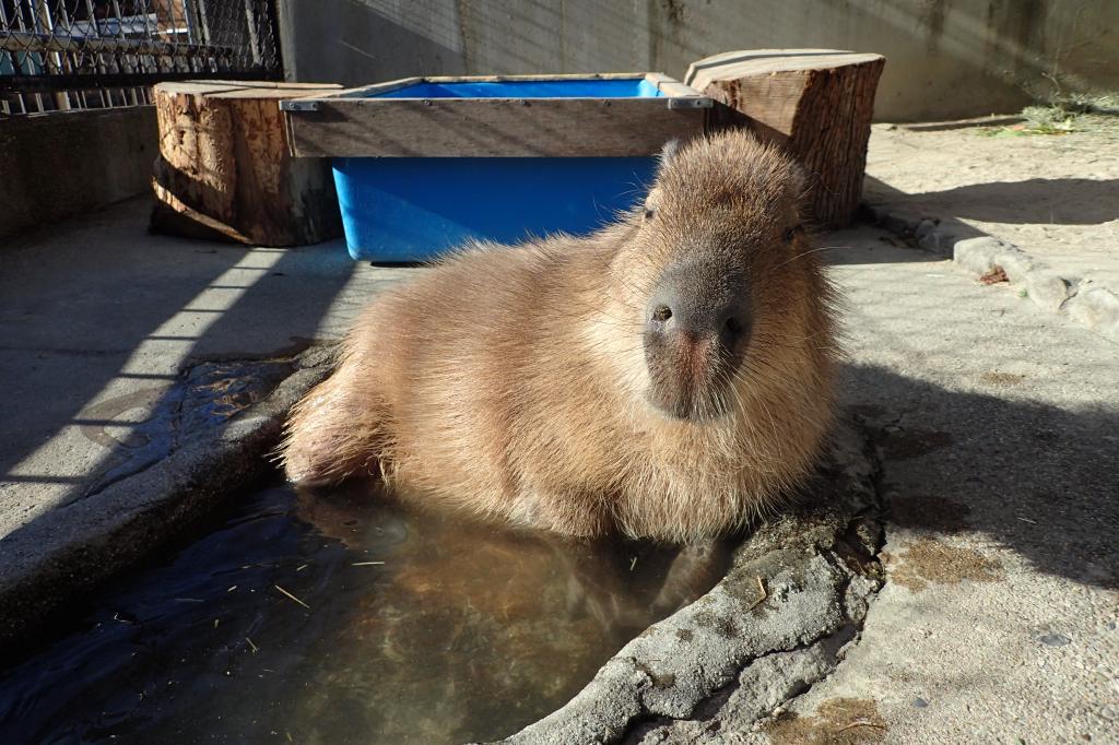 カピバラ｜動物図鑑｜岡崎おでかけナビ - 岡崎市観光協会公式サイト