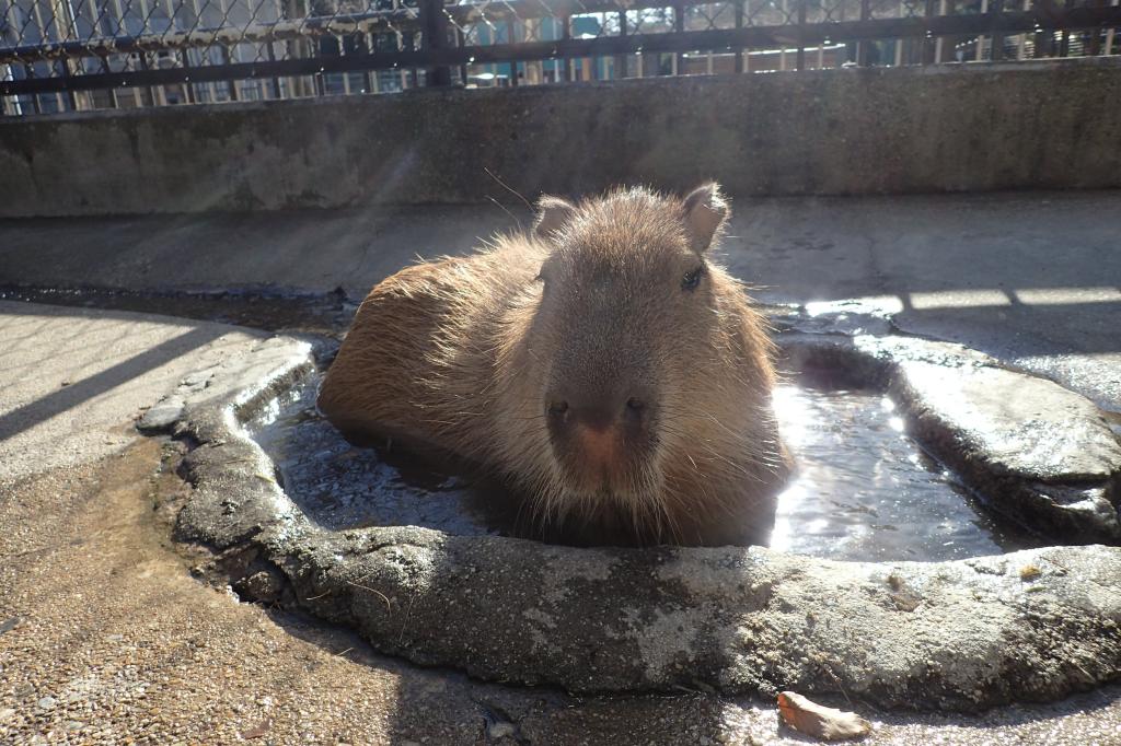 カピバラ｜動物図鑑｜岡崎おでかけナビ - 岡崎市観光協会公式サイト