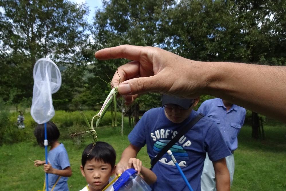 交尾中のバッタを捕まえました