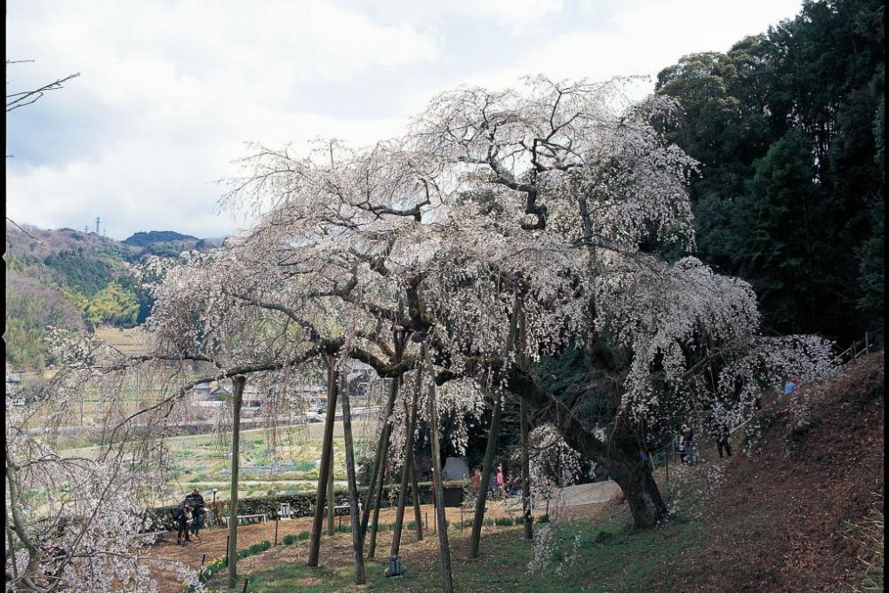 持統桜（奥山田しだれ桜）