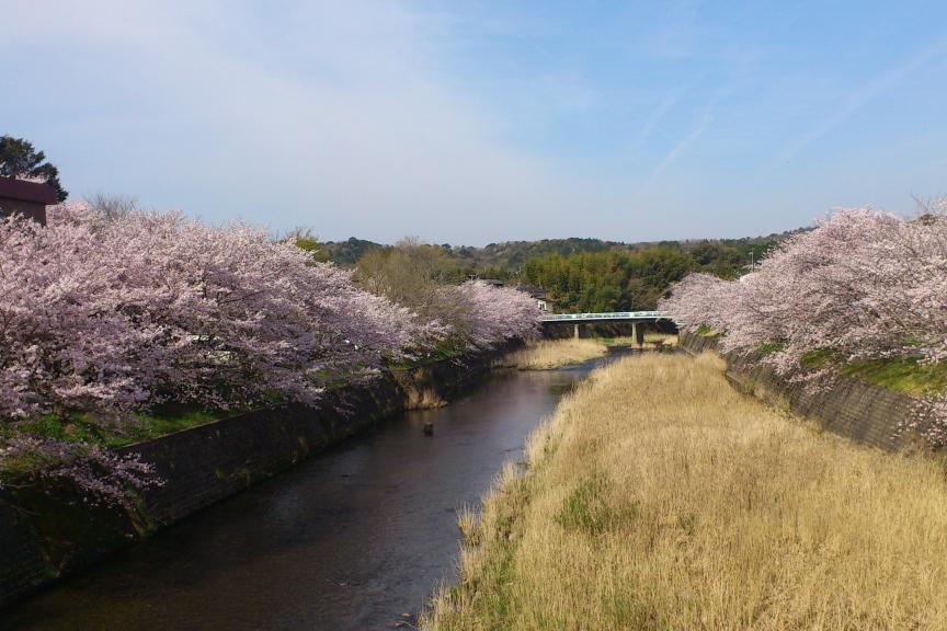 男川沿いの桜並木
