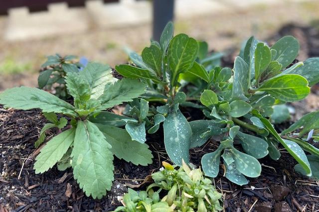 種から育てた苗を、地植えにして、こんなに大きくなりました。感動！！