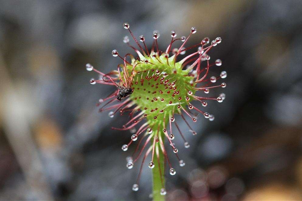 水玉が芸術的