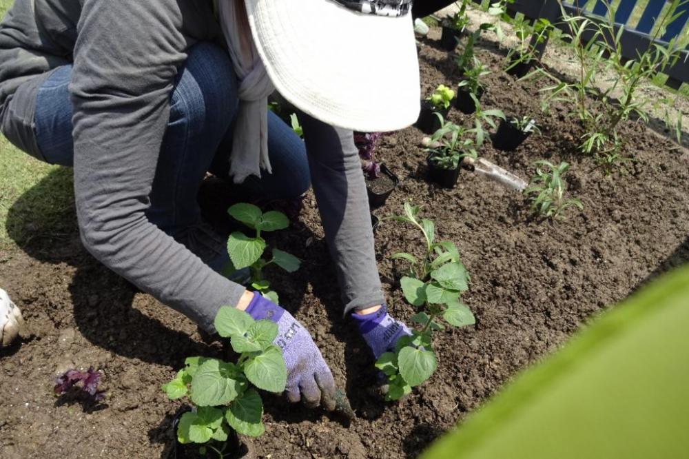 一つ一つ、大切に植えています。