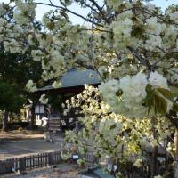 上地八幡宮鬱金桜 桜まつり