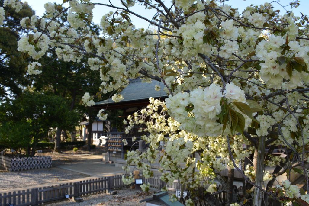 上地八幡宮鬱金桜 桜まつり