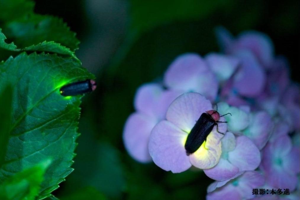 ゲンジボタルと紫陽花　写真提供：本多進