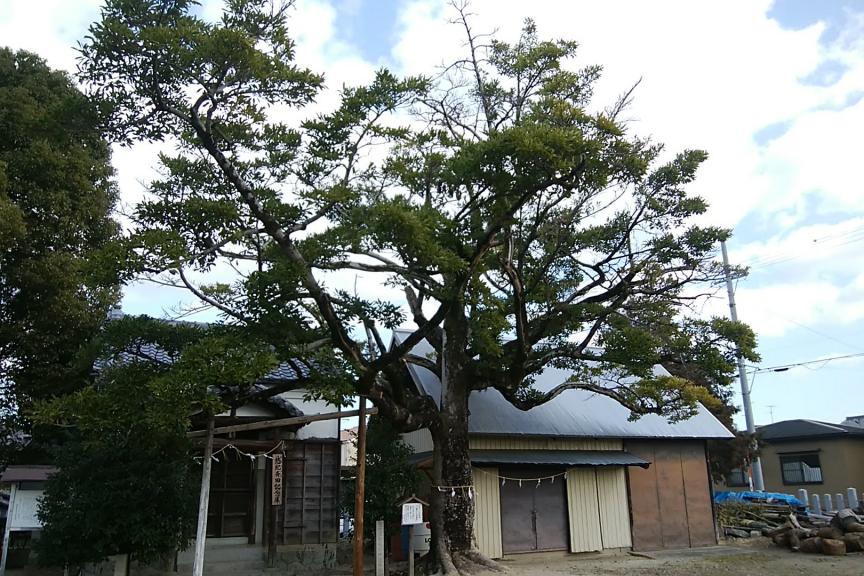 招霊木
