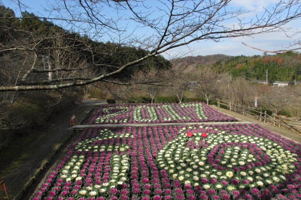 葉ボタンの干支（12中旬）