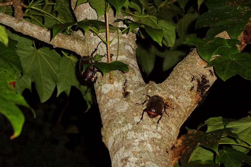 いたぞ！カブトムシ。大物だ!!