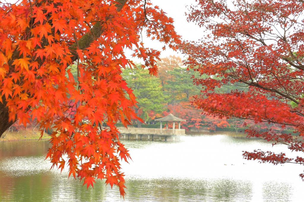 東公園の紅葉（2018のこしたい大賞）