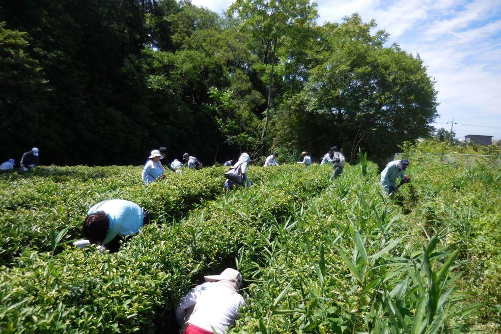 草刈りも大切な作業です