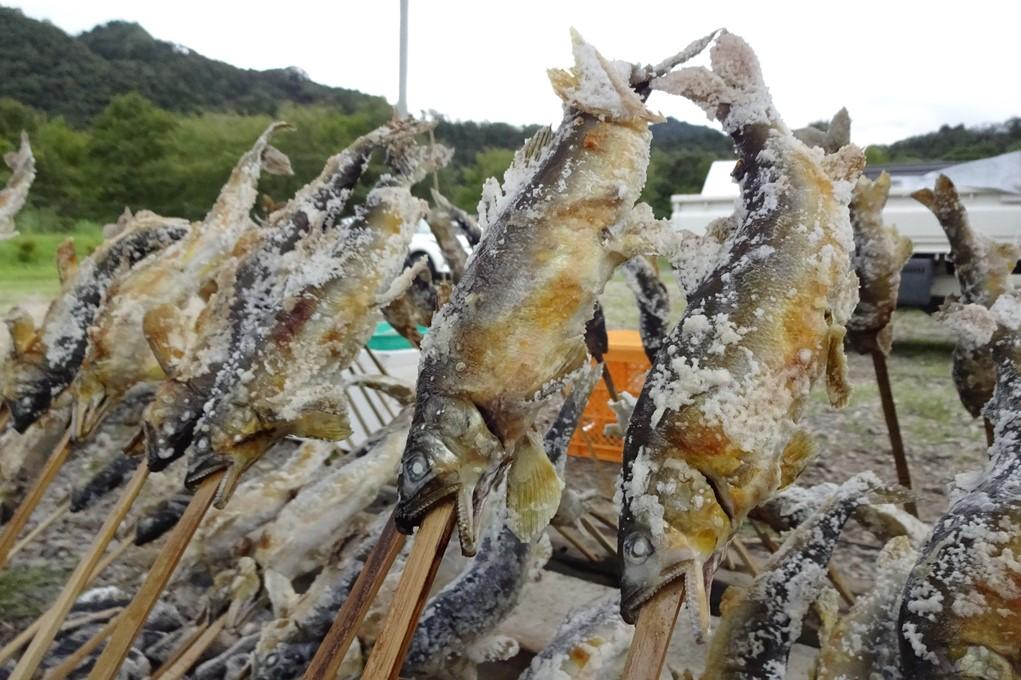 鮎の塩焼きのふるまい