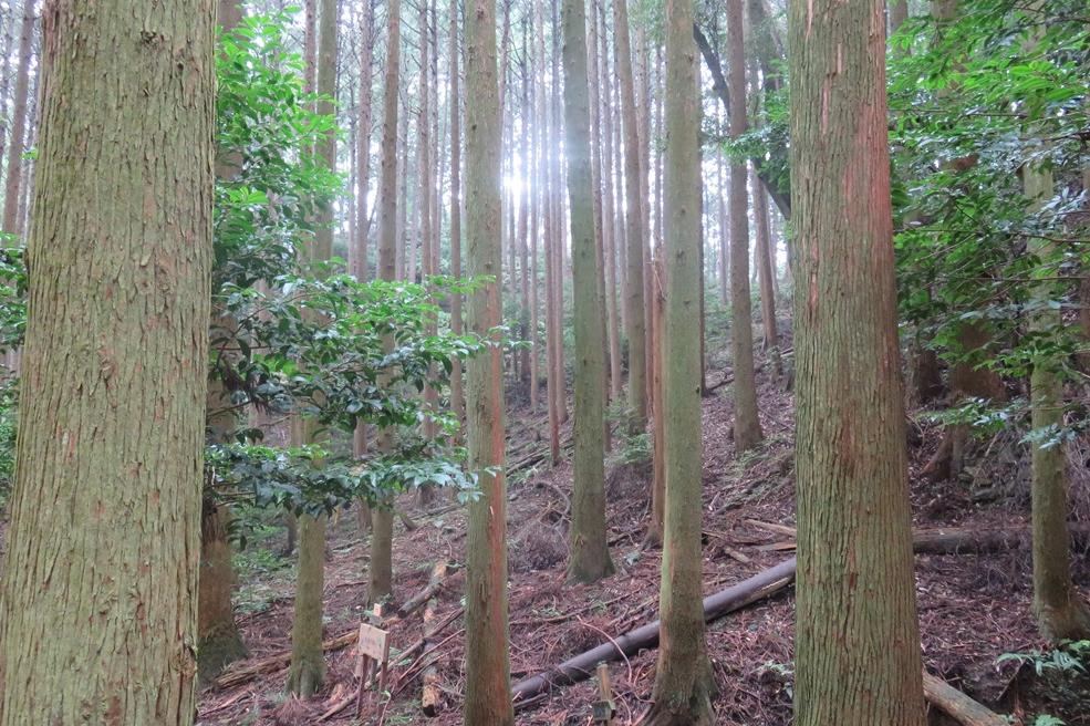 水源林の散策