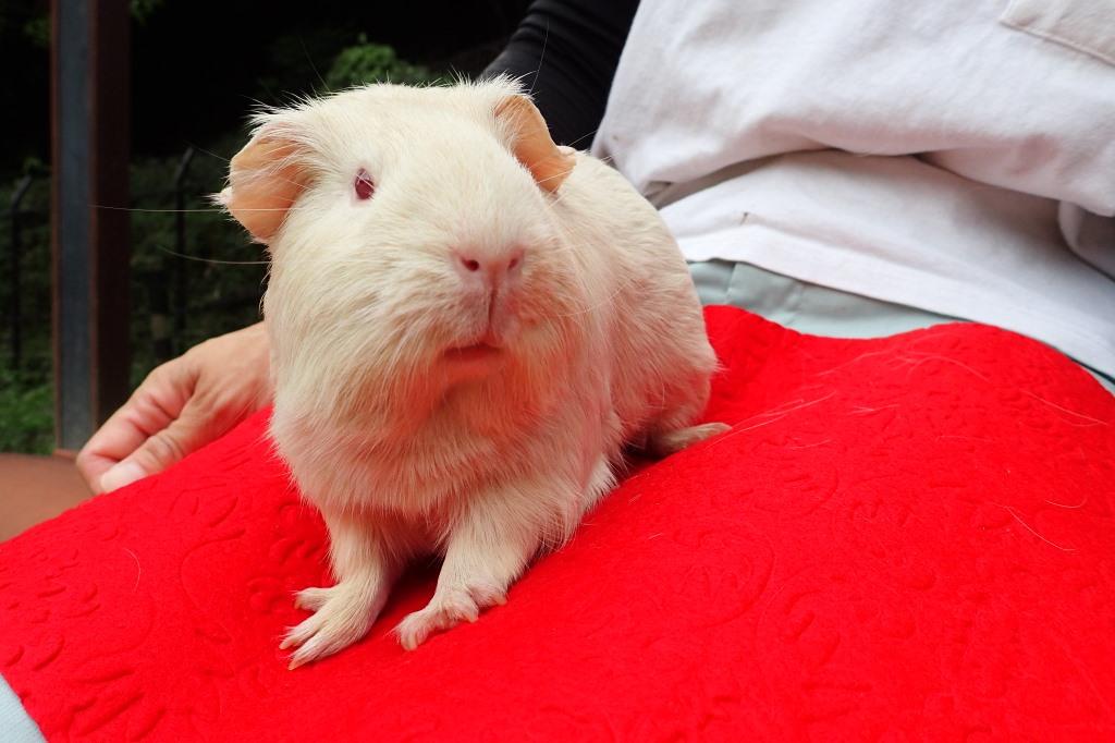 年賀状撮影イベント「モルモットと写真を撮ろう！」【東公園動物園】