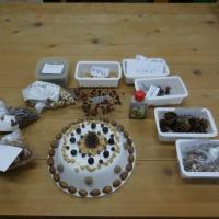 「葉っぱや木の実でかざるケーキを作ろう／植物観察会（愛知植物の会）」