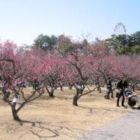 南公園梅まつり