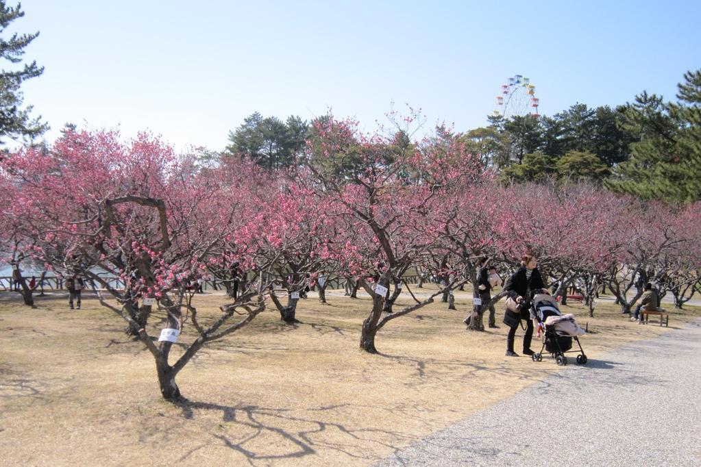 南公園梅まつり