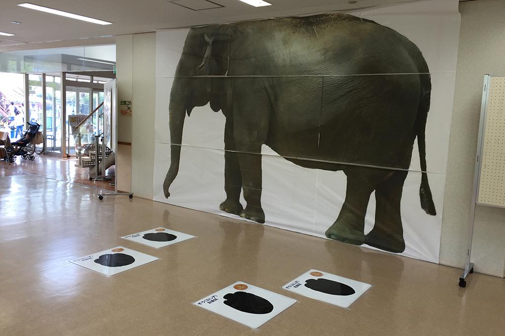 『ゾウのふじ子ちゃん』55歳のお誕生日パネル展【東公園動物園】