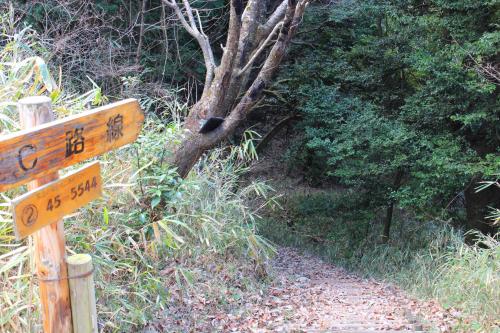 おかざき自然体験の森「散策路」Cコース